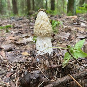 Stinkhorn, Common