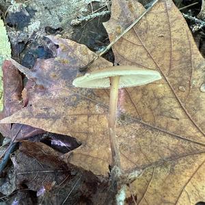 Unknown Species