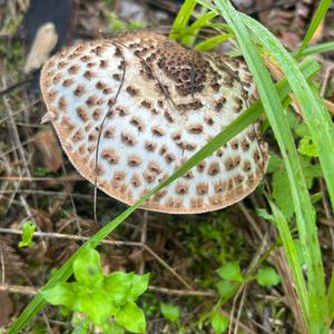 Unknown Species