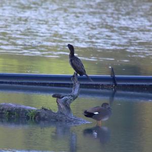 Pygmy Cormorant