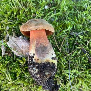 Dotted-stem Bolete