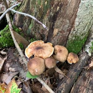Unknown Species