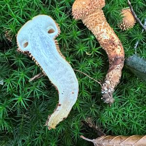 Scaly Pholiota