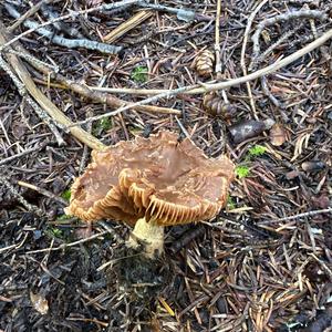 Unknown Species