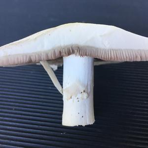 Unknown Species