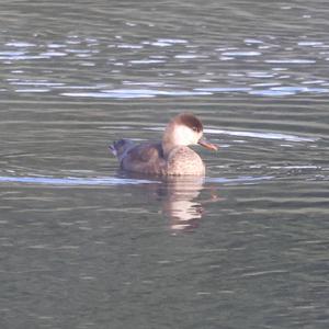 Red-crested Pochard