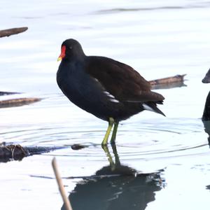 Common Moorhen