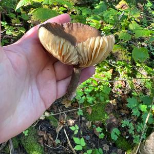 Unknown Species