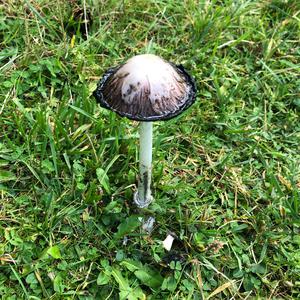 Unknown Species