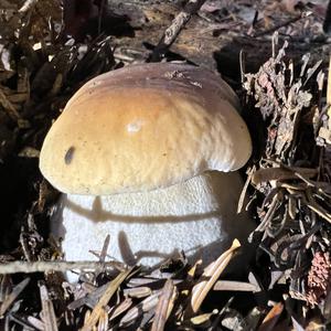 King Bolete