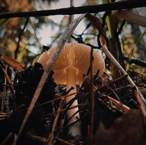 Unknown Species