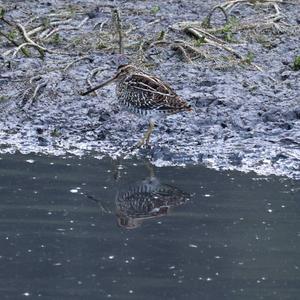 Common Snipe