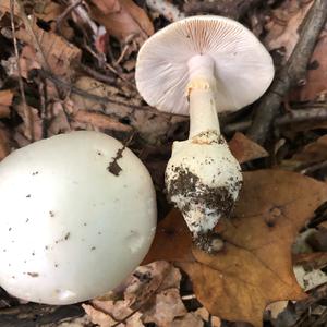 Destroying Angel