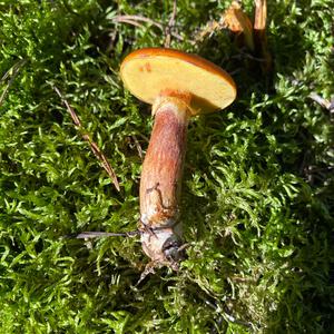 Larch Suillus