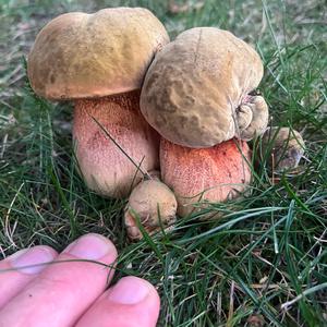 Lurid Bolete