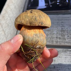 Lurid Bolete