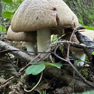 Red-staining Mushroom