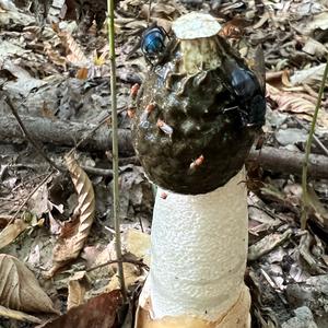 Stinkhorn, Common