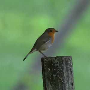 European Robin