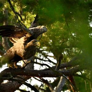 White-tailed Eagle