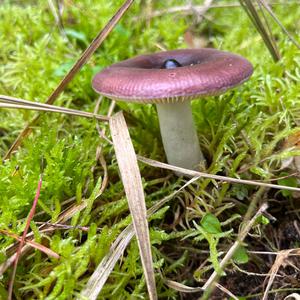 Shellfish-scented Russula