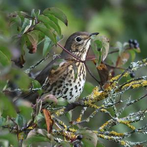 Song Thrush