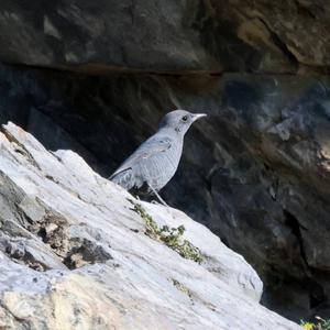 Blue Rock-thrush