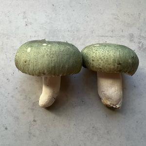 Cracked Green Russula