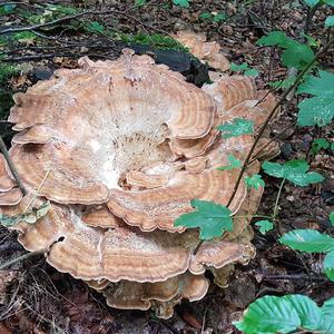 Black-staining Polypore