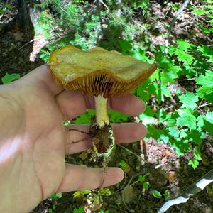 Unknown Species