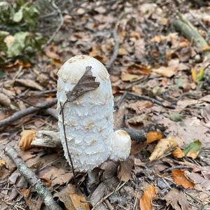 Shaggy Mane