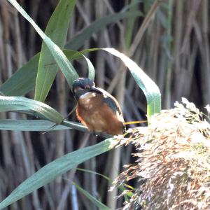 Common Kingfisher