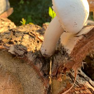 Horse Mushroom