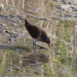 Spotted Crake