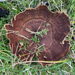 Funnel Polypore