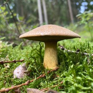 Variegated Bolete