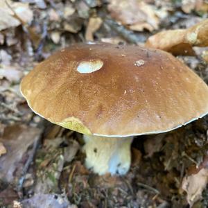 King Bolete