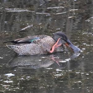 Northern Shoveler