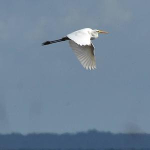 Great Egret