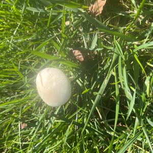 Unknown Species
