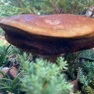 King Bolete