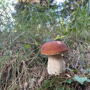 King Bolete