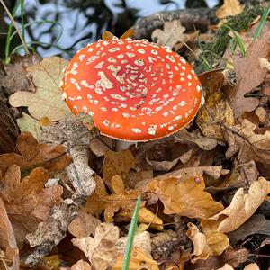 Fly Agaric