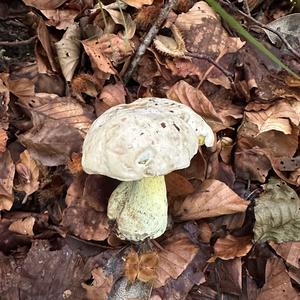 Unknown Species