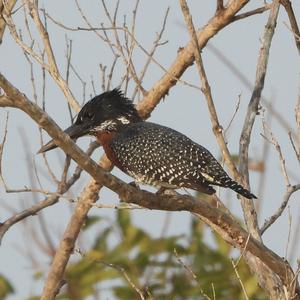 Giant Kingfisher