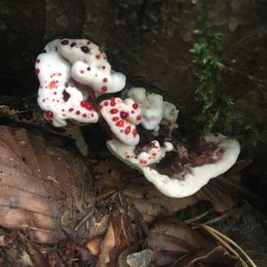 Unknown Species