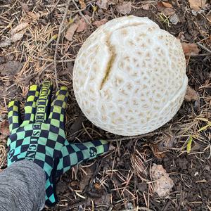 Giant Puffball