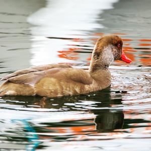 Red-crested Pochard