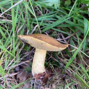 Variegated Bolete