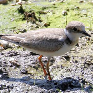 Little Ringed Plover